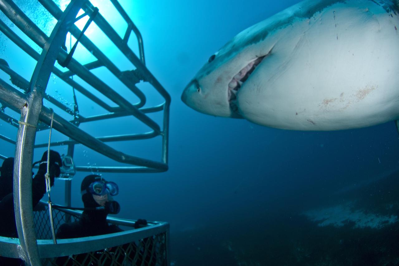 Great White Expedition (4N Spring/Summer/Autumn 2016) Gift Card SCUBA Diver